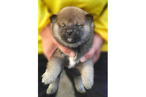 成約済の山梨県の柴犬-41307の1枚目